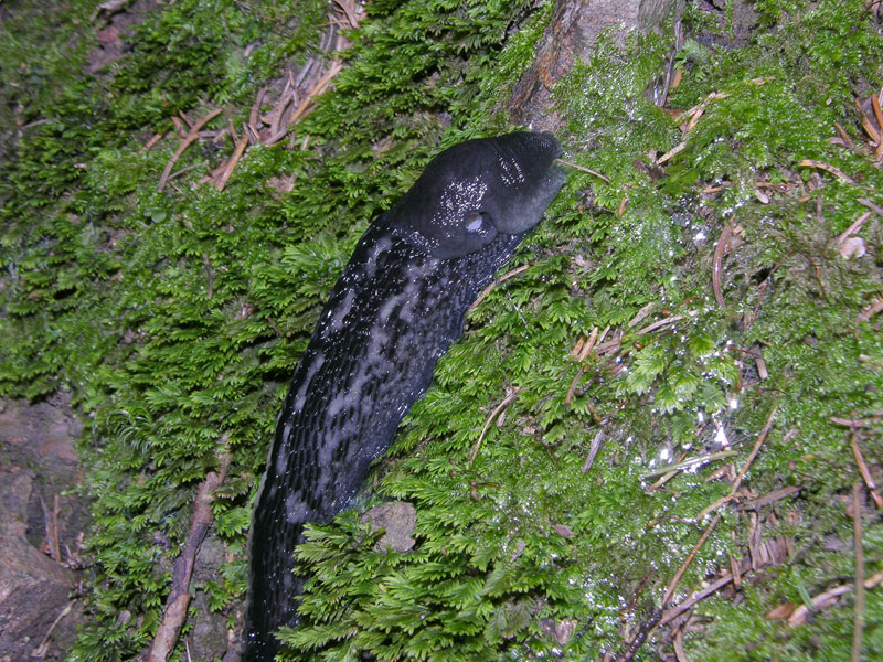 Limax cf cinereoniger da Baselga di Pin (TN)